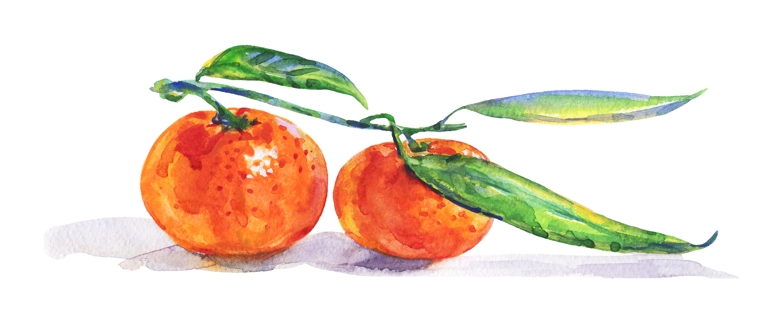 Two oranges watercolor