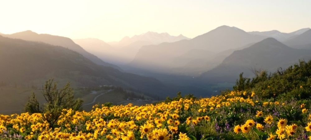Foreground of blooming sunflowers with rolling mountains in the background silhouetted by a low sun.