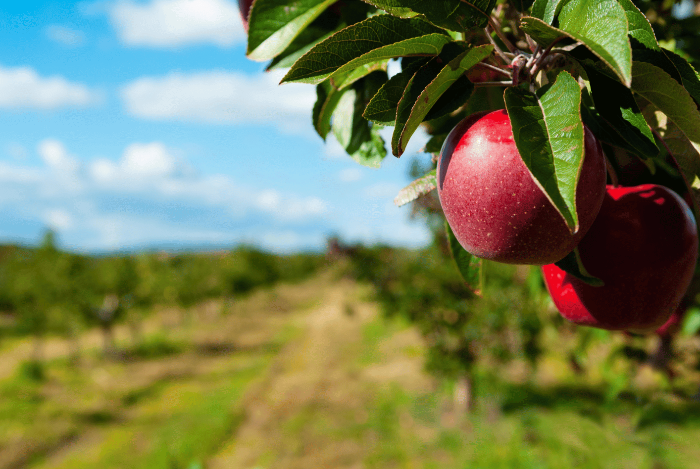 Apples hanging from a tree in an orchard.