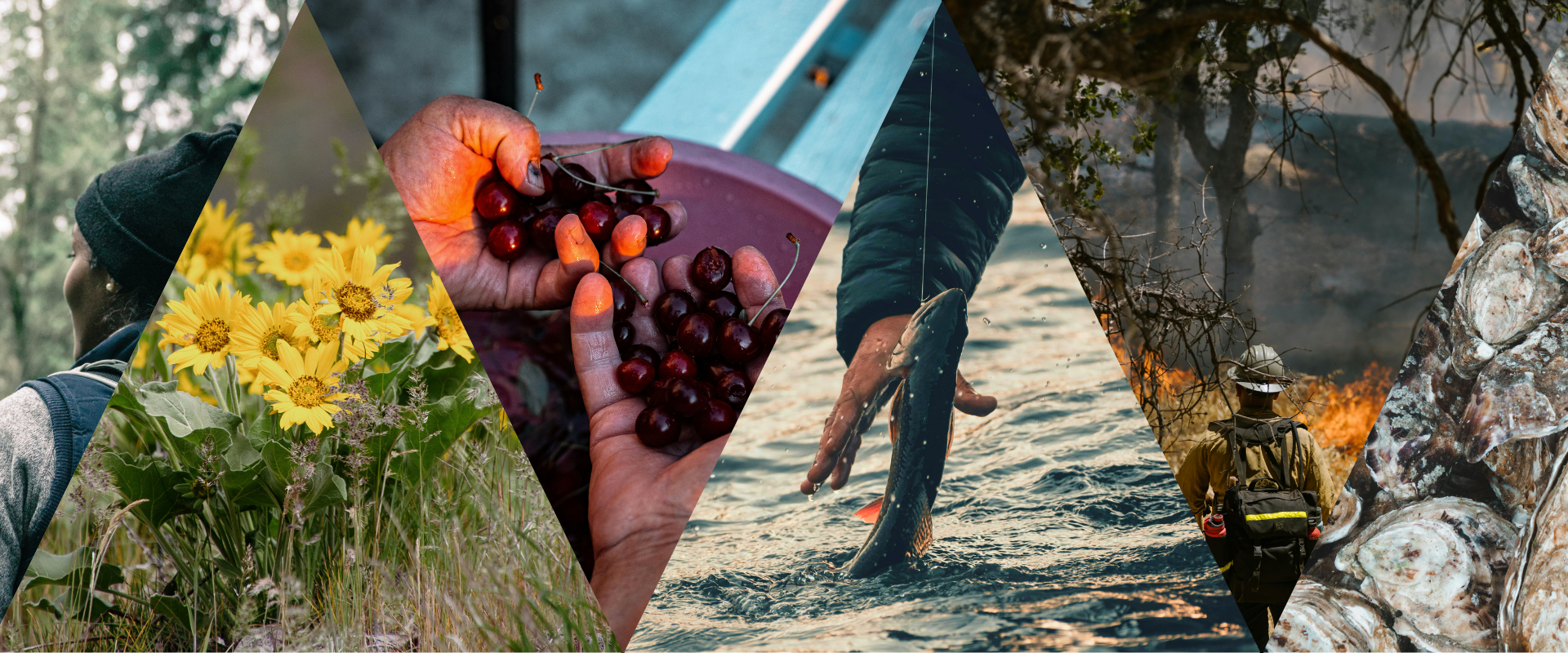 Collage of images highlighting environmental justice including a Black hiker walking through a lush green forest, the bright yellow flowers of Arrowleaf Balsamroot in bloom, a farmworker holding deep red cherries, a fisherperson pulling a fish from the water, a wildland firefighter monitoring a prescribed burn, and a mound of Pacific oysters.