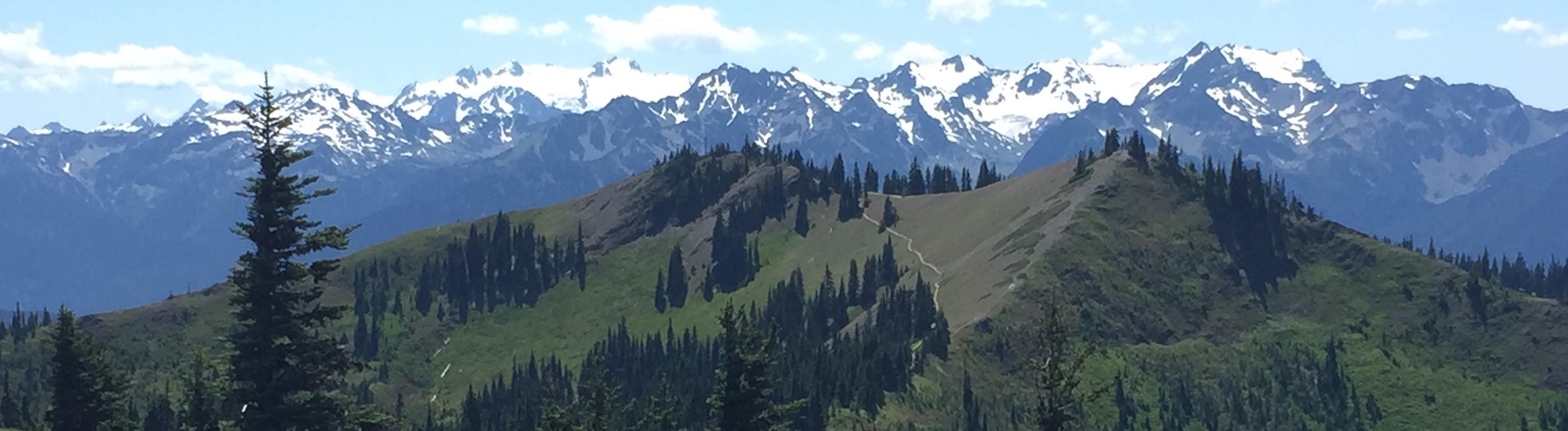 Snow capped mountain range with trees in the foreground