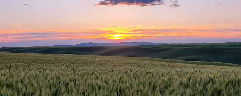 Rolling hills at sunset - Palouse WA