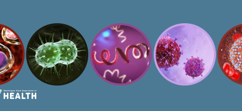 Stock image of five microorganisms close up
