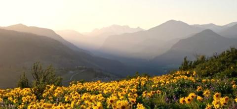 Foreground of blooming sunflowers with rolling mountains in the background silhouetted by a low sun.
