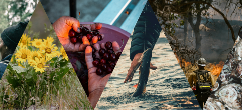 Collage of images highlighting environmental justice including a Black hiker walking through a lush green forest, the bright yellow flowers of Arrowleaf Balsamroot in bloom, a farmworker holding deep red cherries, a fisherperson pulling a fish from the water, a wildland firefighter monitoring a prescribed burn, and a mound of Pacific oysters.